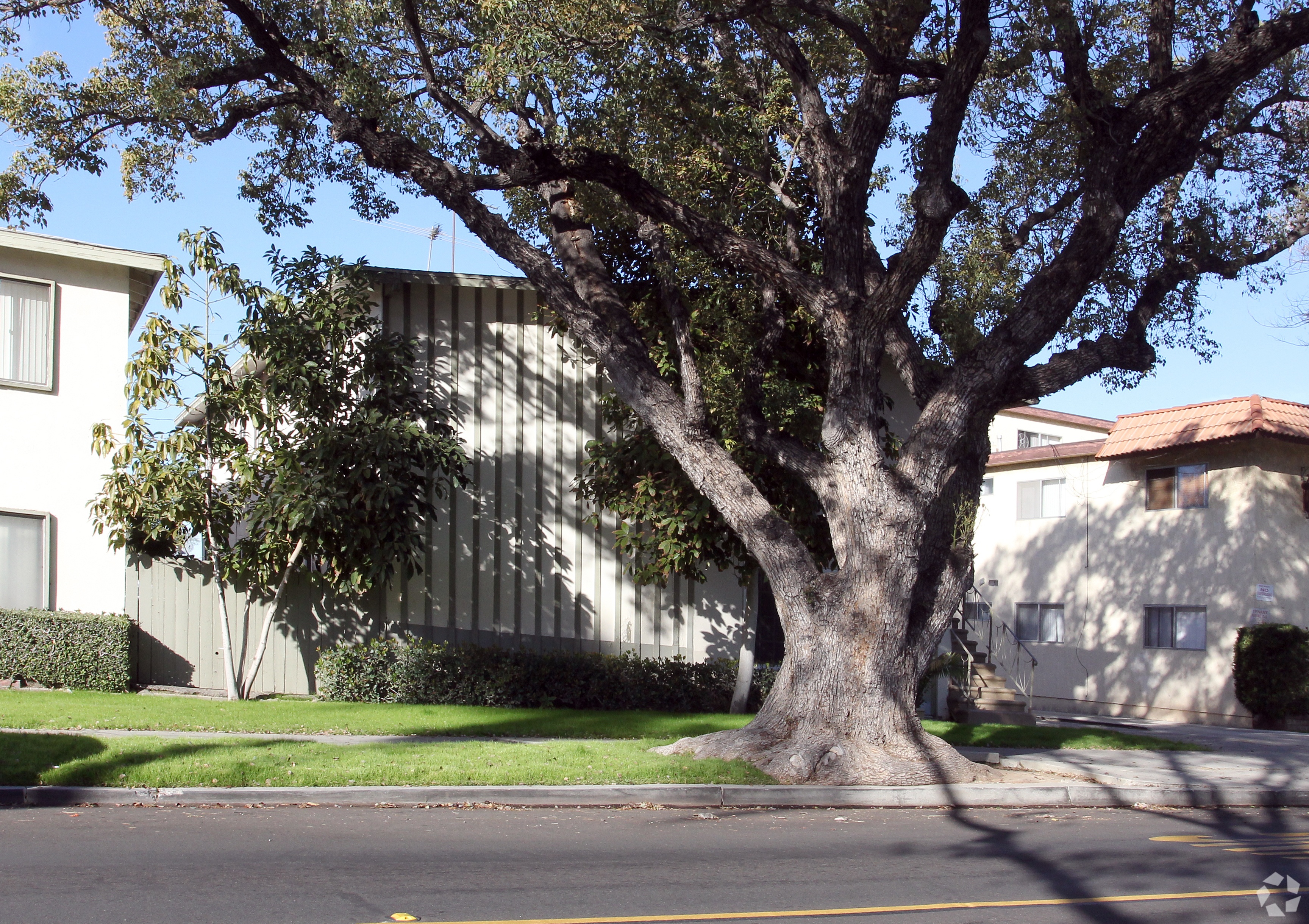 A tree in front of a building with a white facade.